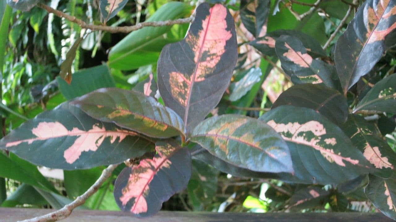 Graptophyllum pictum 25