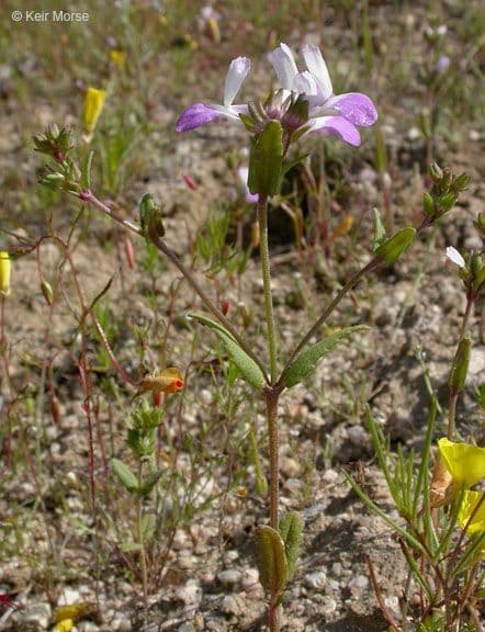 Collinsia bianca 8