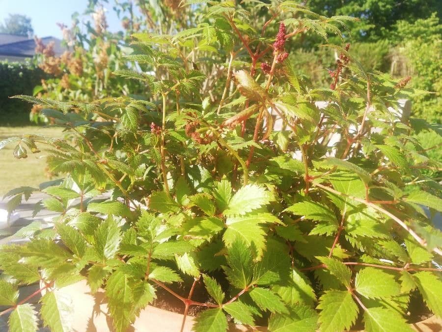 Astilbe giapponese 11