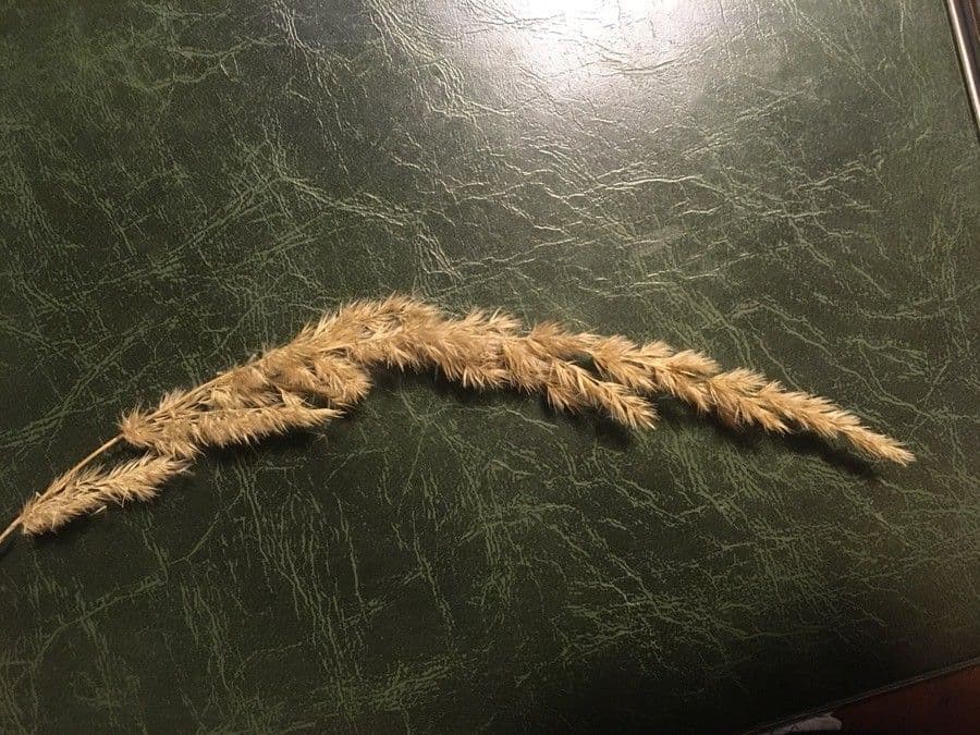 Třtina křovištní 10