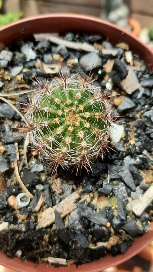 Cactus pettine 23