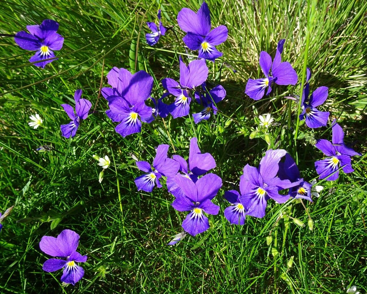 Viola gialla 10