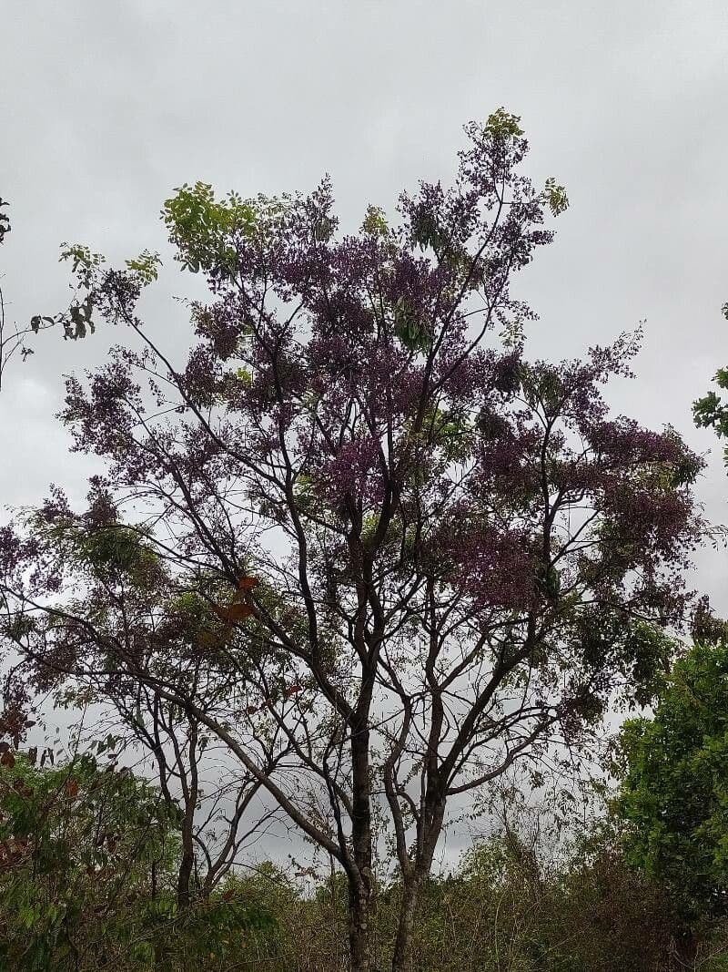 Bowdichia virgilioides