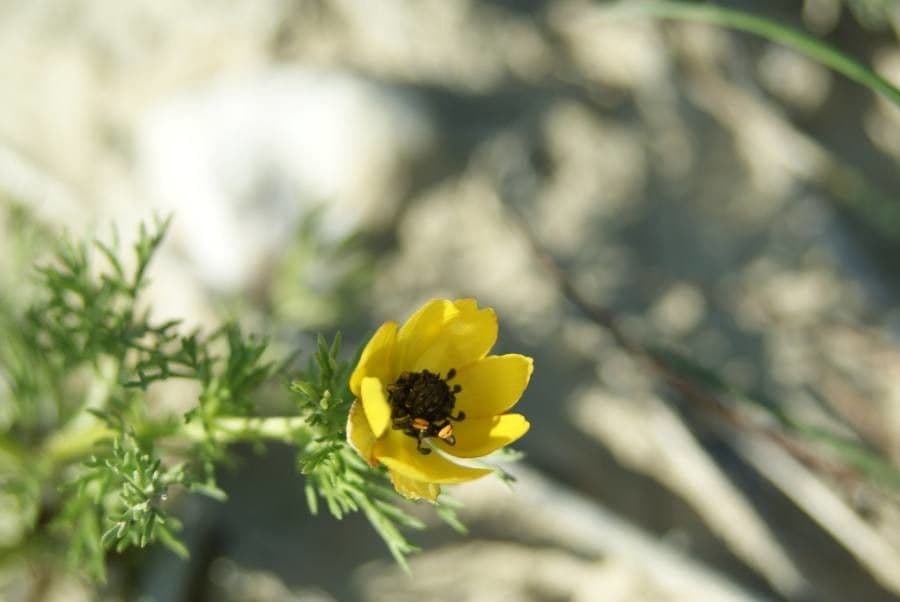 Adonis microcarpa 7