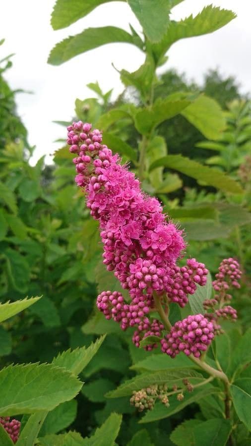 Spiraea di Douglas 6
