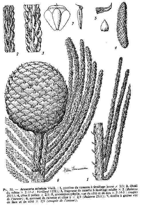 Schmalblättrige Araukarie 15