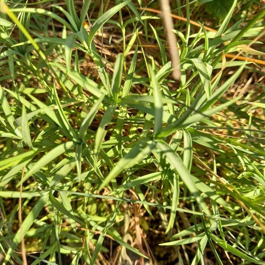 Garofano 12