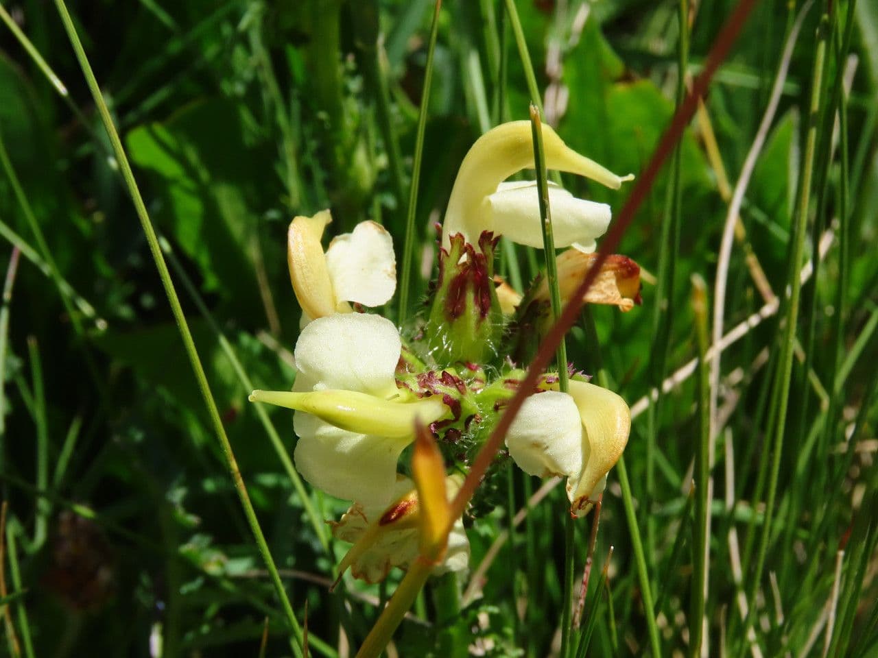 Pedicularis tuberosa 7