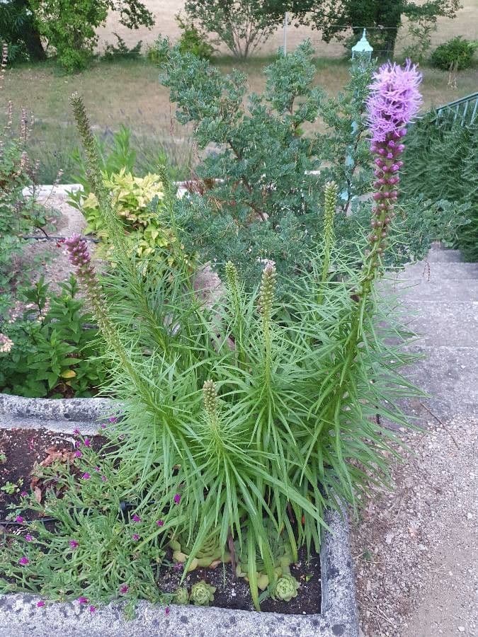 Liatris aspra 10