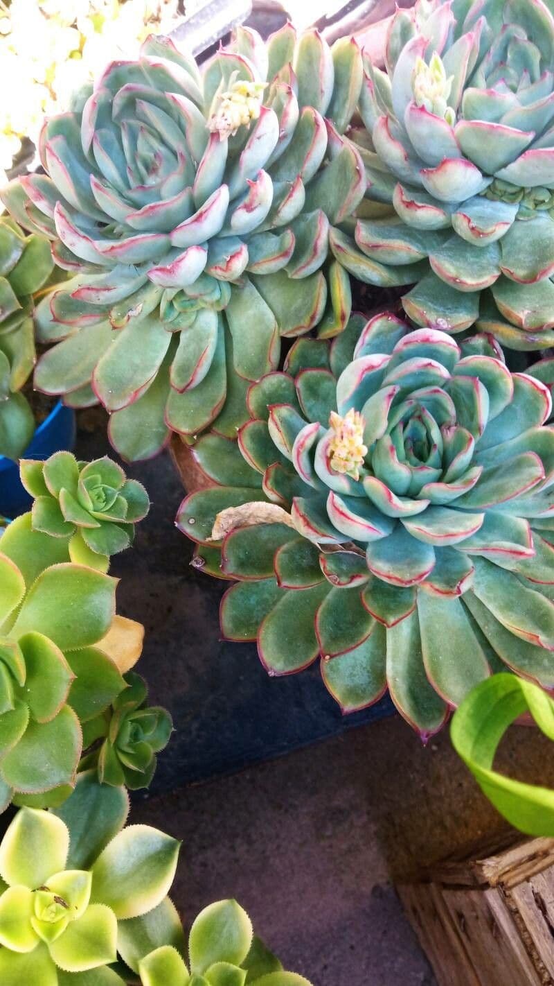 Echeveria 17