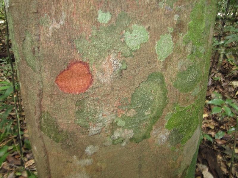 Spruce Cashew 15