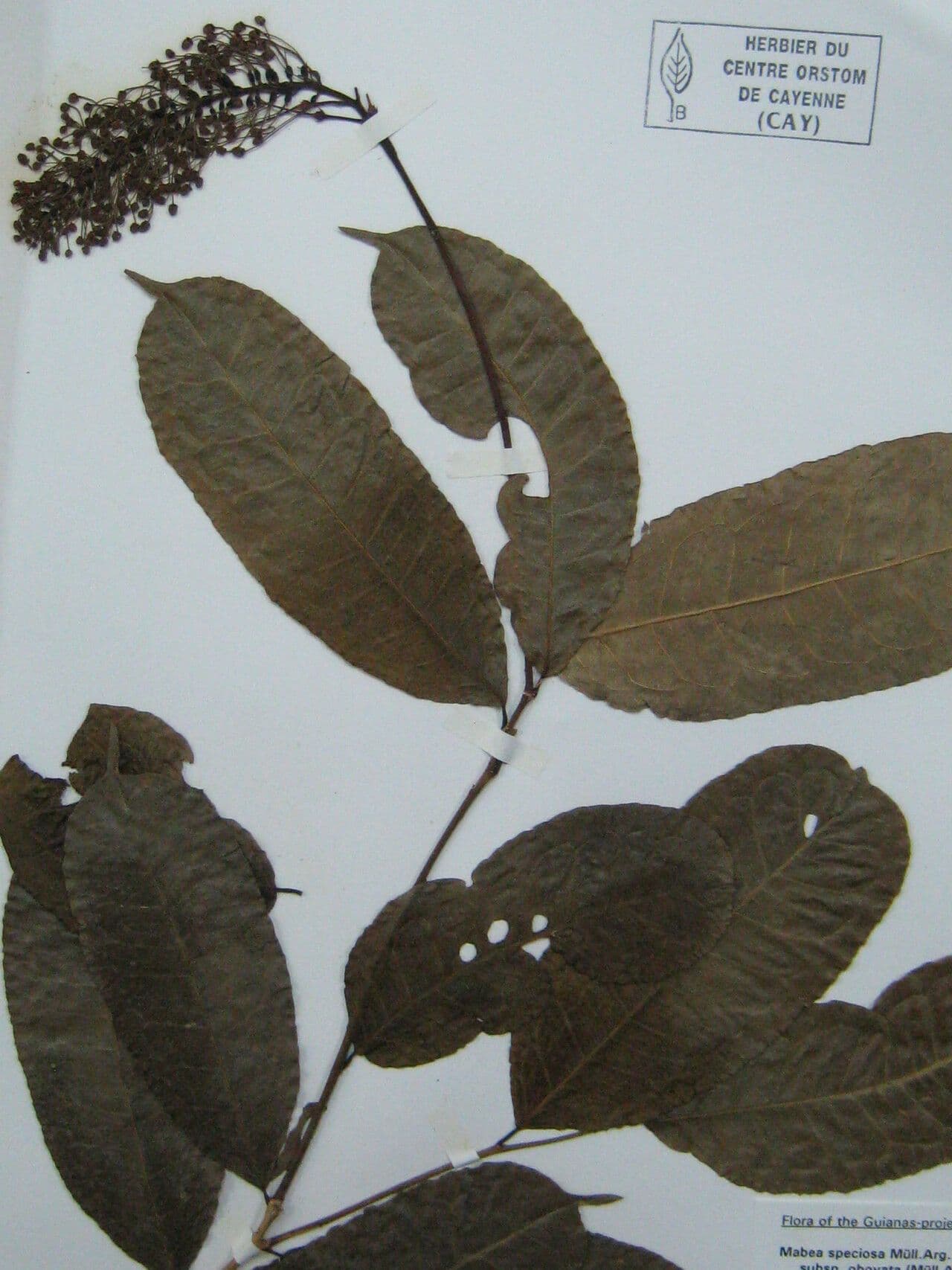 Mabea speciosa 4