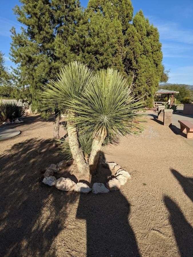 Yucca alta 11