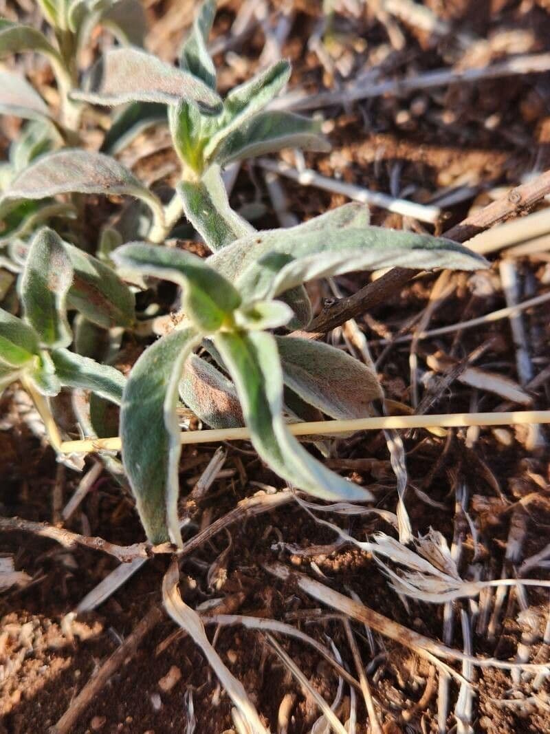 Gutenbergia 11