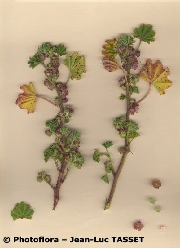 Malva minore 26