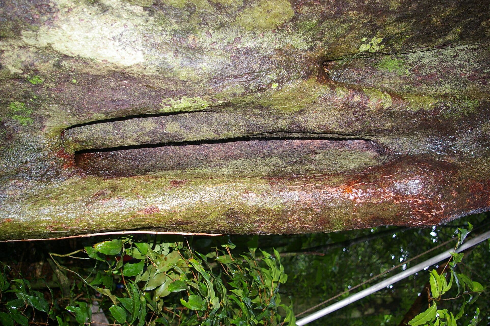 Symplococarpon 7