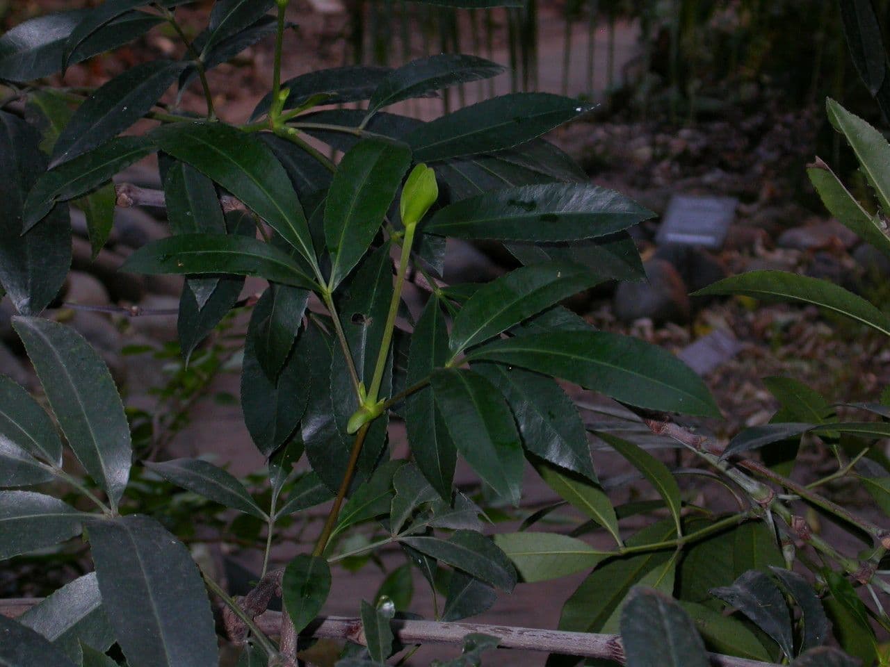 Butterlöffelbaum 17