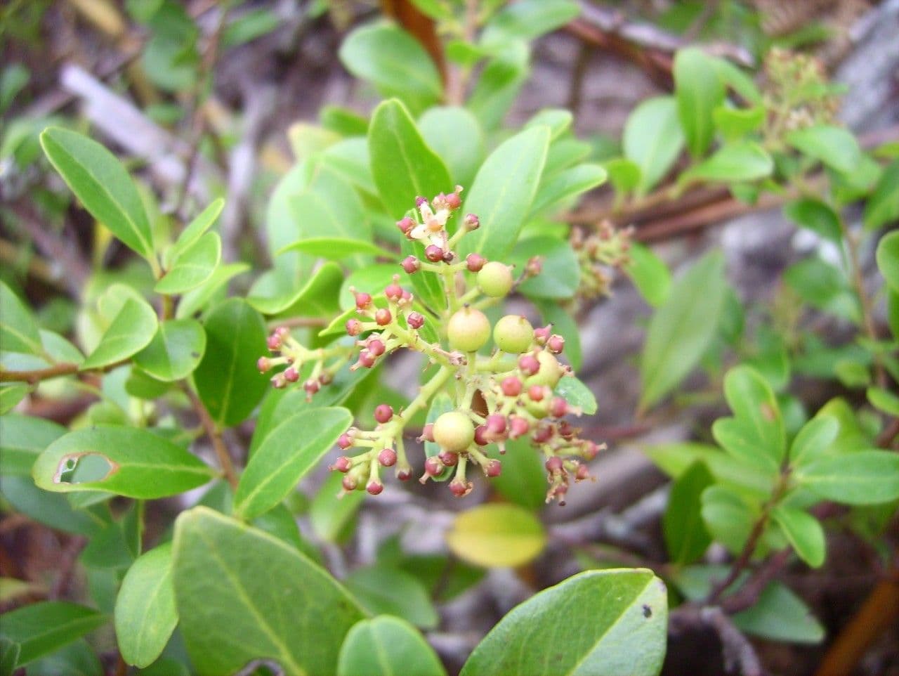 Embelia 4