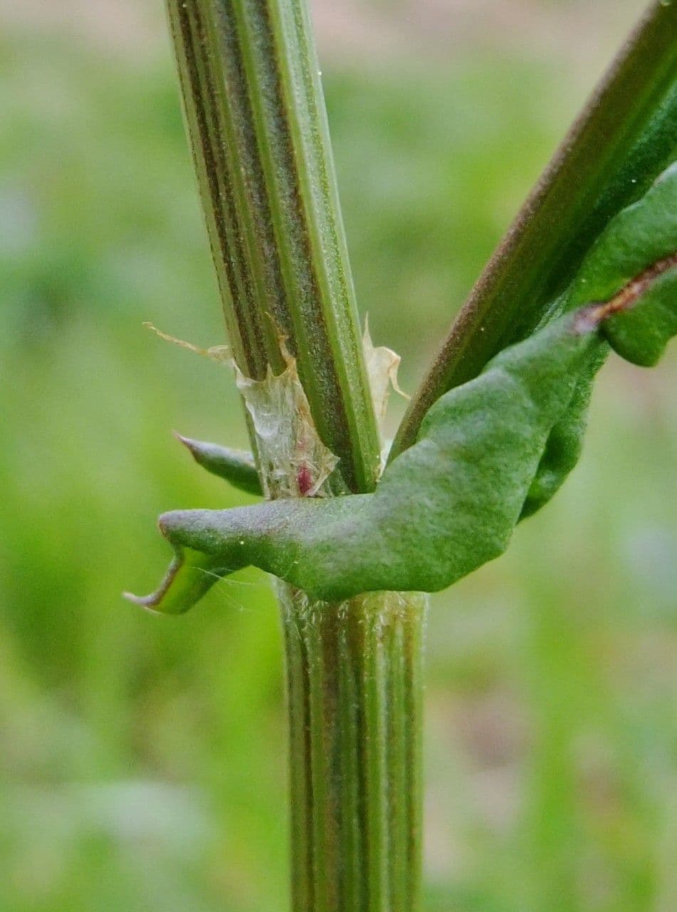 Acetosa 24