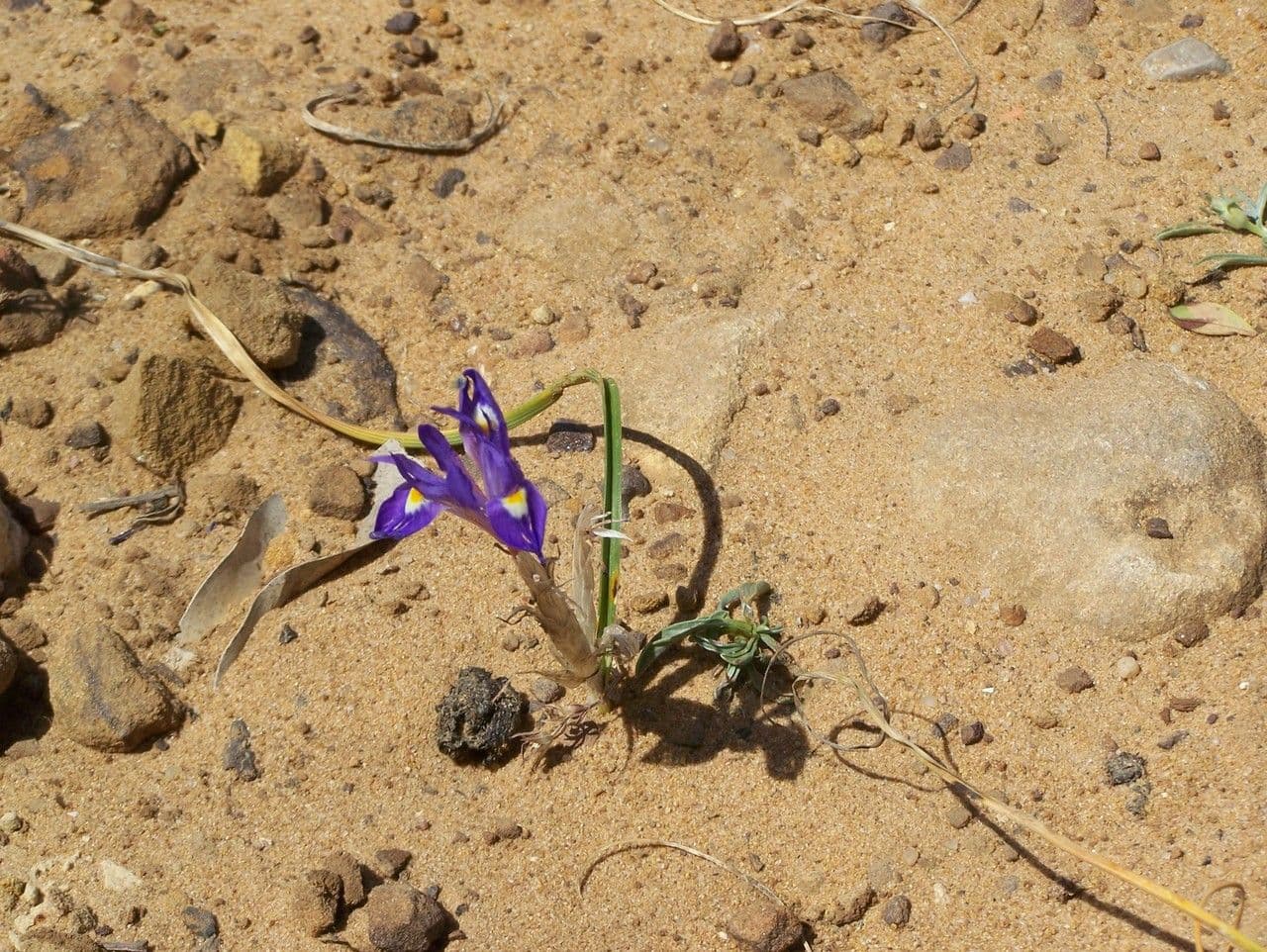Moraea 9