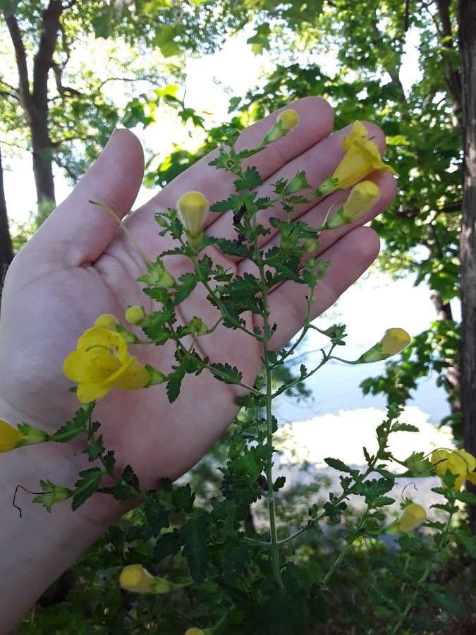 Aureolaria pectinata 7