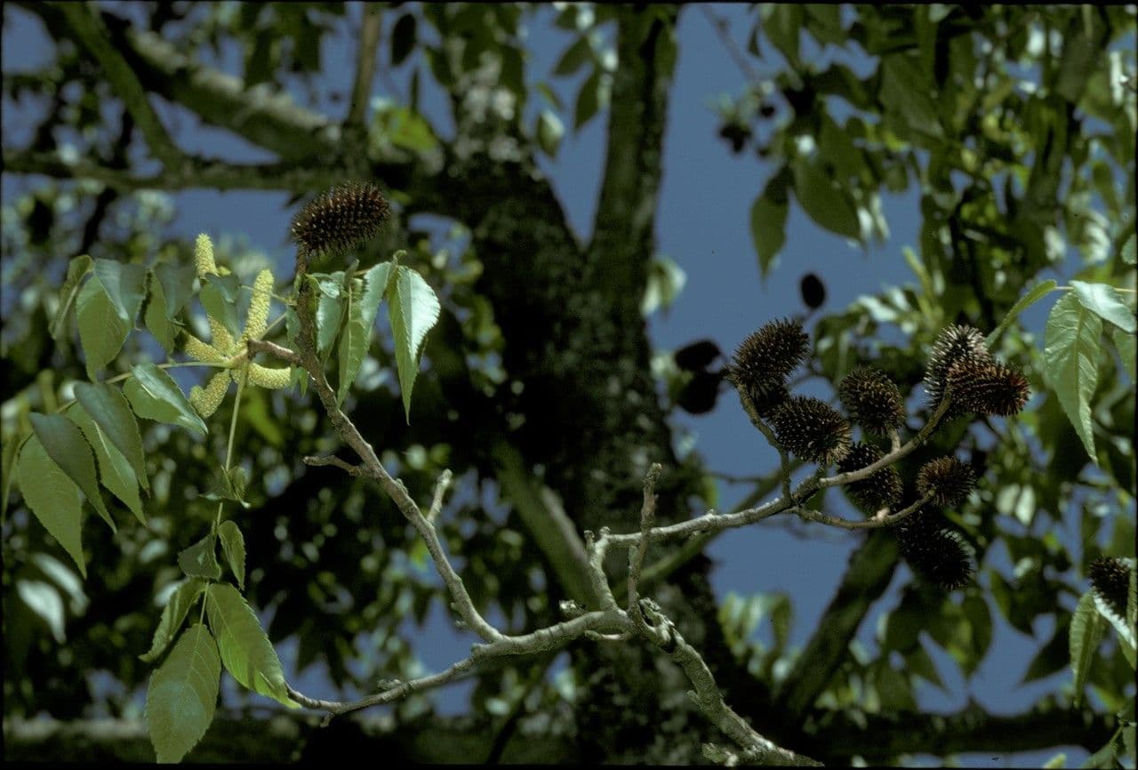 Platycarya strobilacea 23