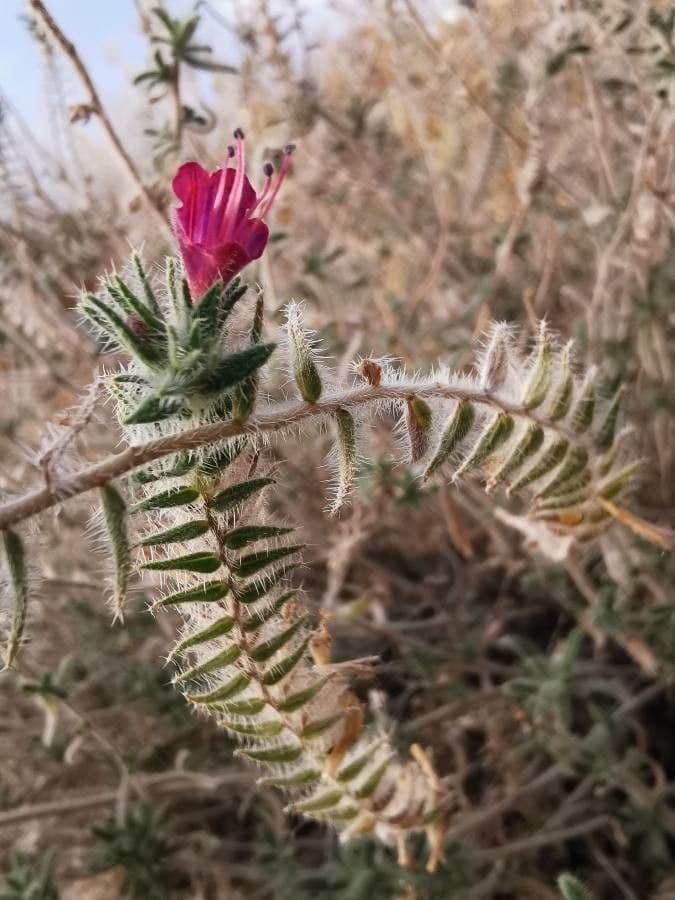Echium angustifolium 22