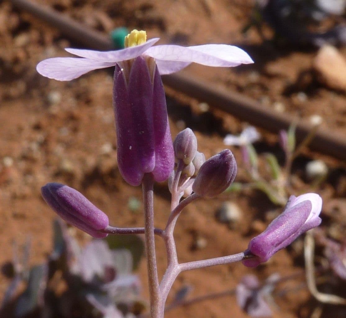 Moricandia 7
