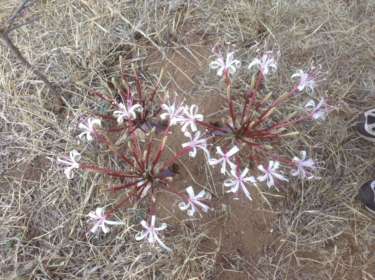 Ammocharis 9