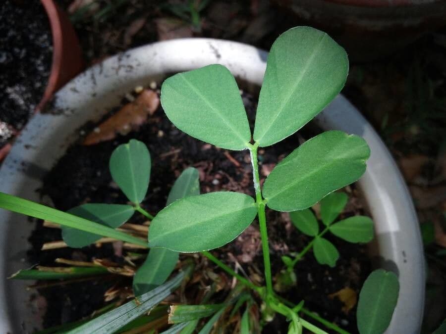 Arachis pintoi 13