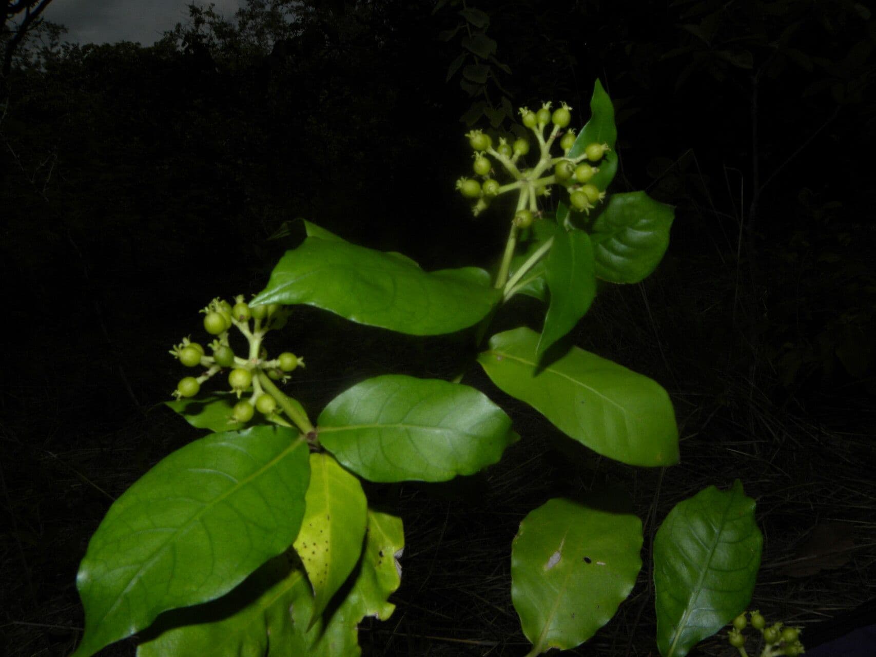 Psychotria 6