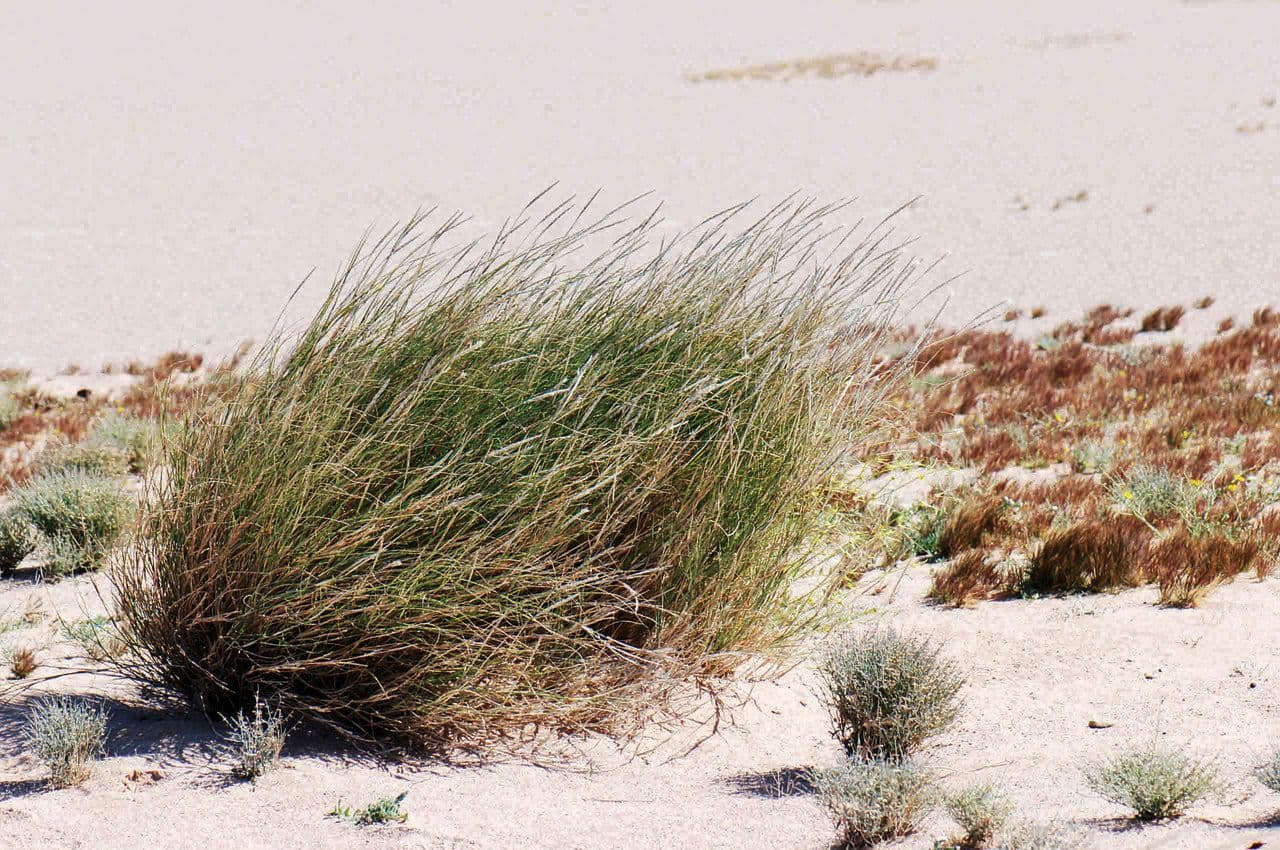 Lasiurus 6