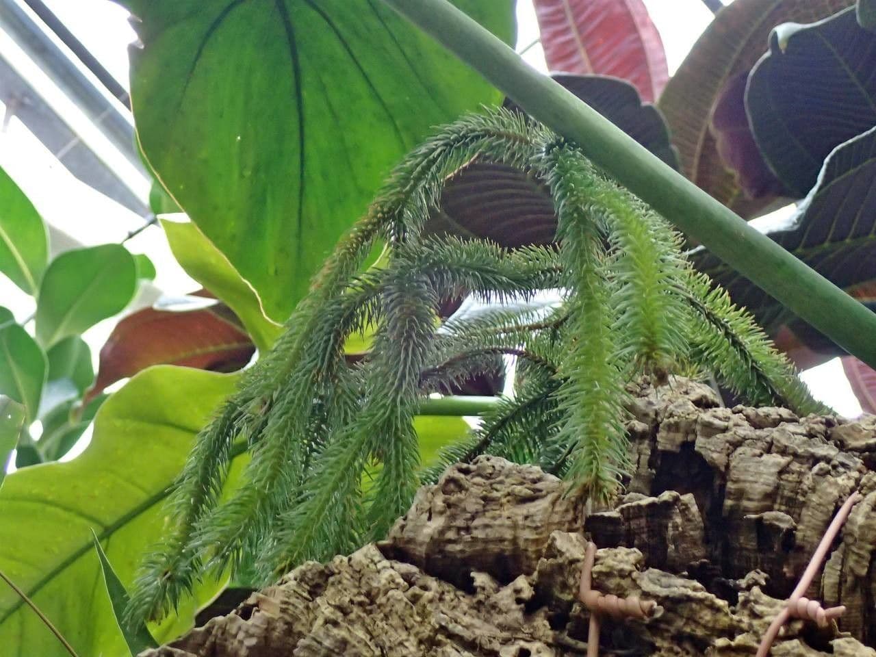 Huperzia squarrosa 3
