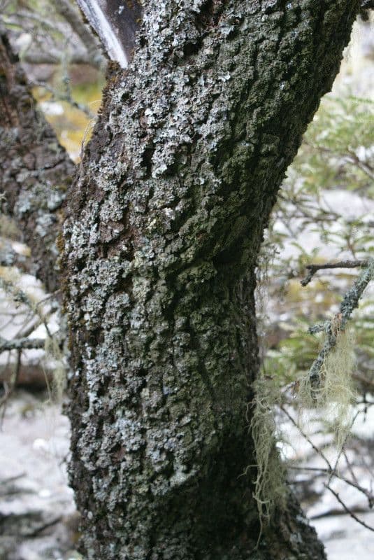 Sophora denudata 22