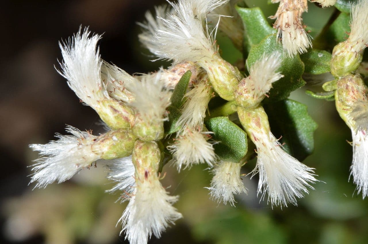 Bacharis 2