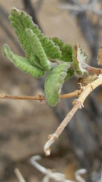 Salvia 4