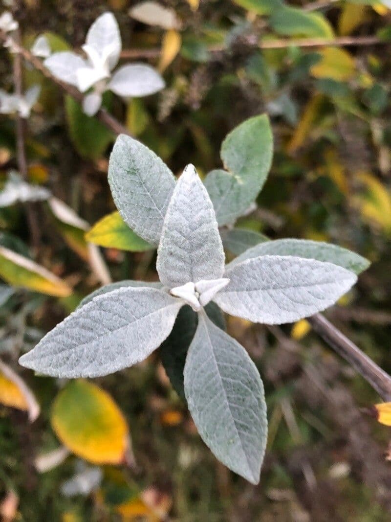 Buddleja cordata 2