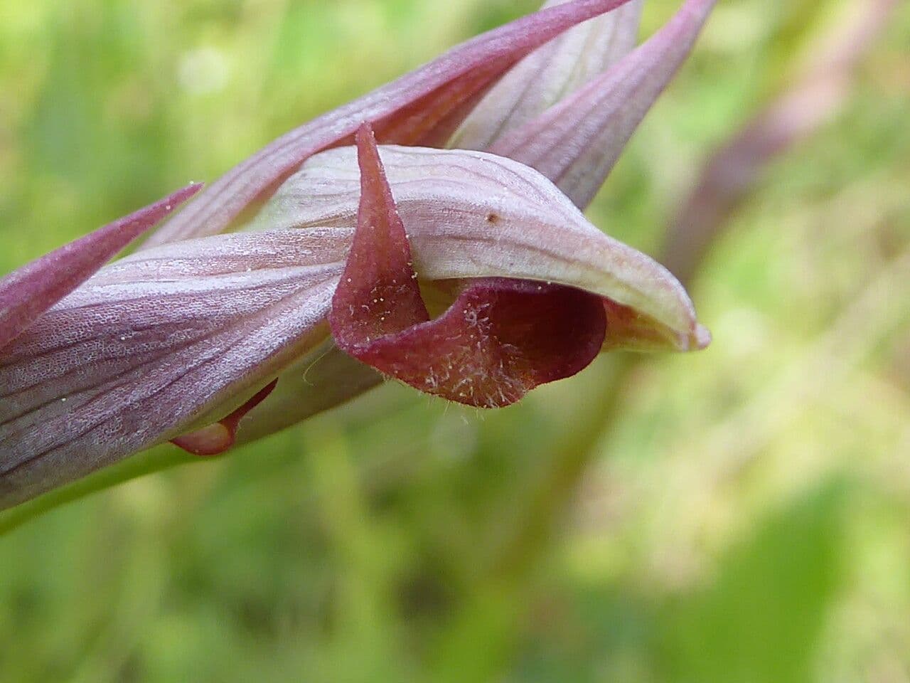 Serapias parviflora 7