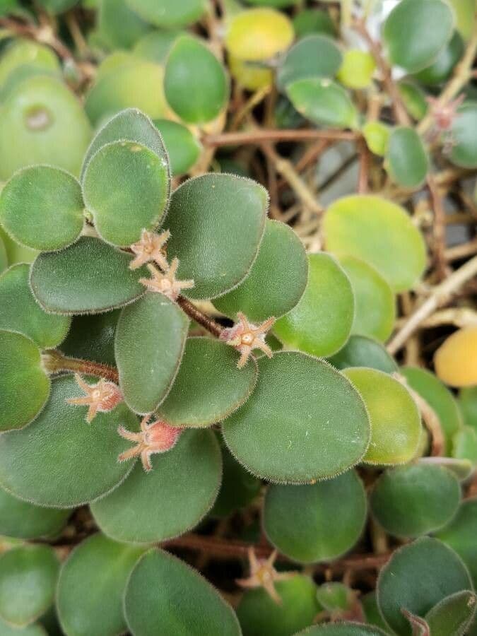 Codonanthe 8
