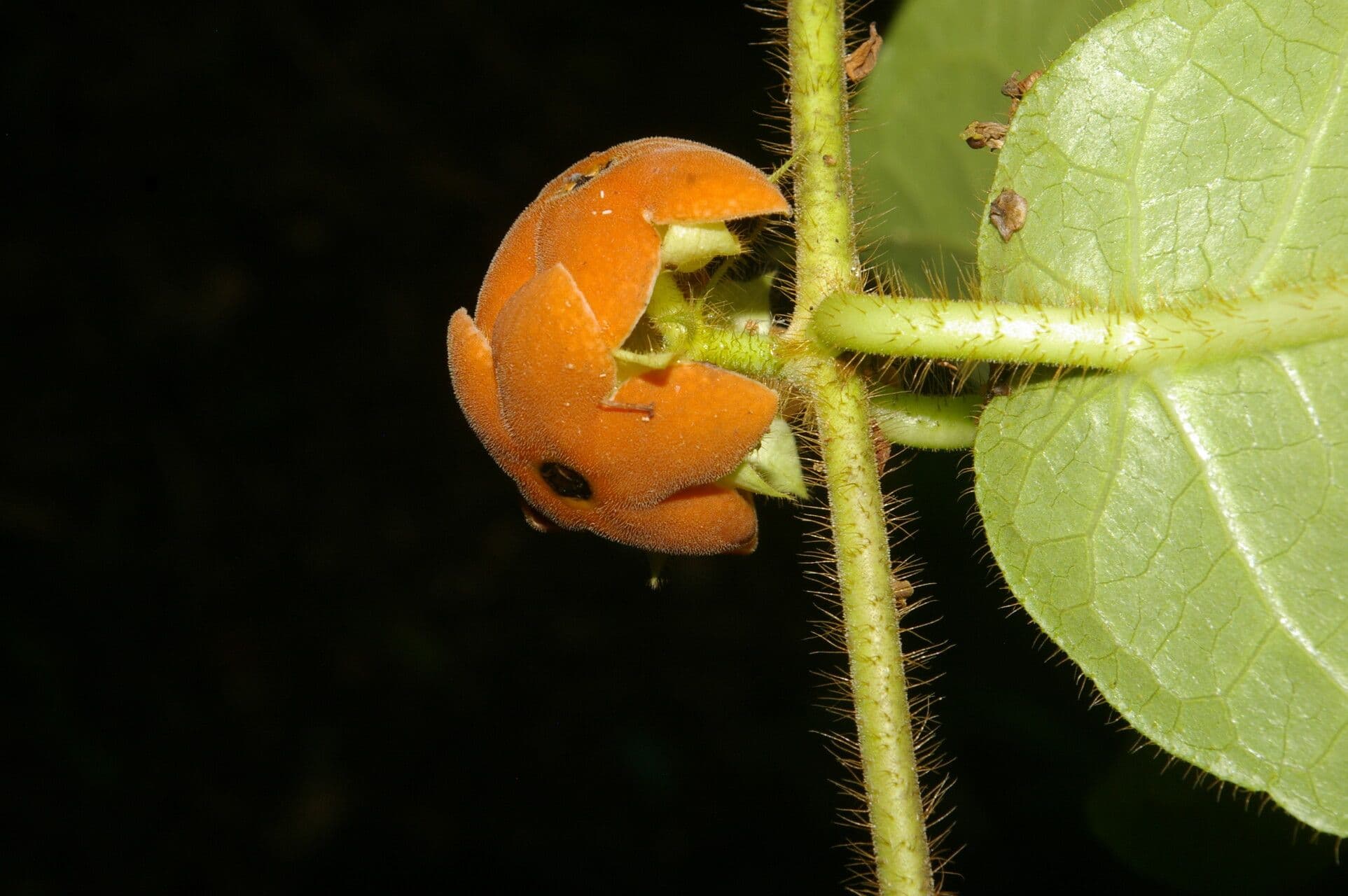 Macroscepis 3