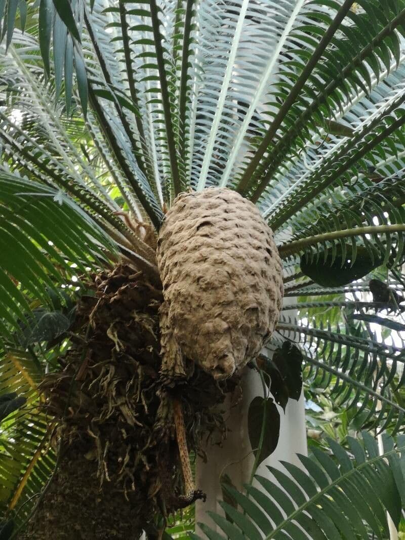 Dioon 3