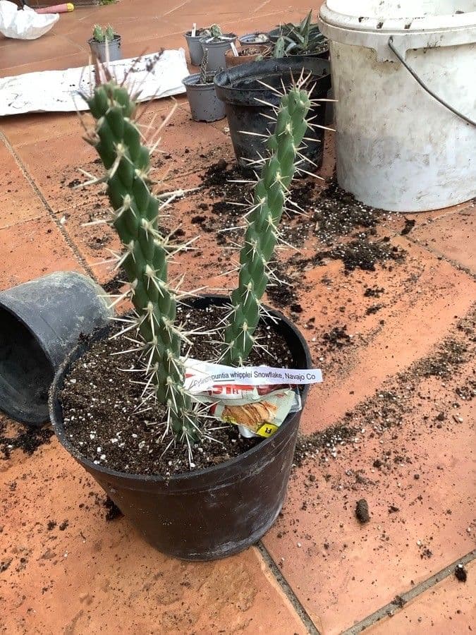 Whippels Cholla 7