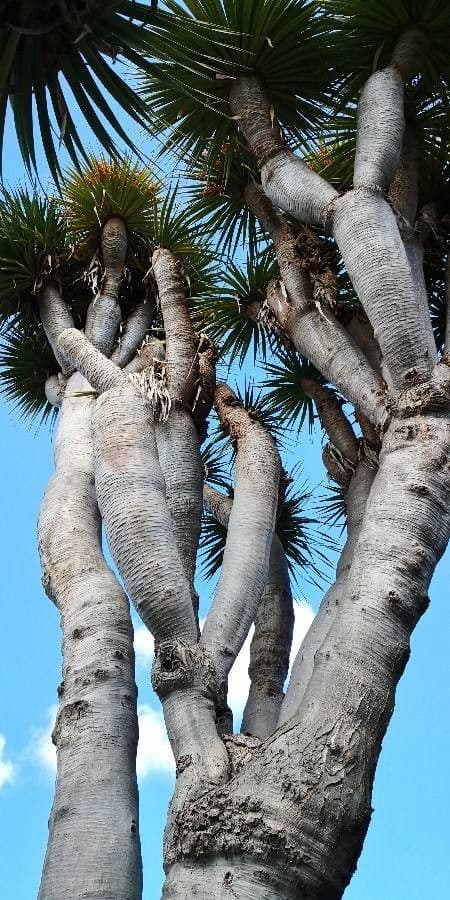 Dracaena 4
