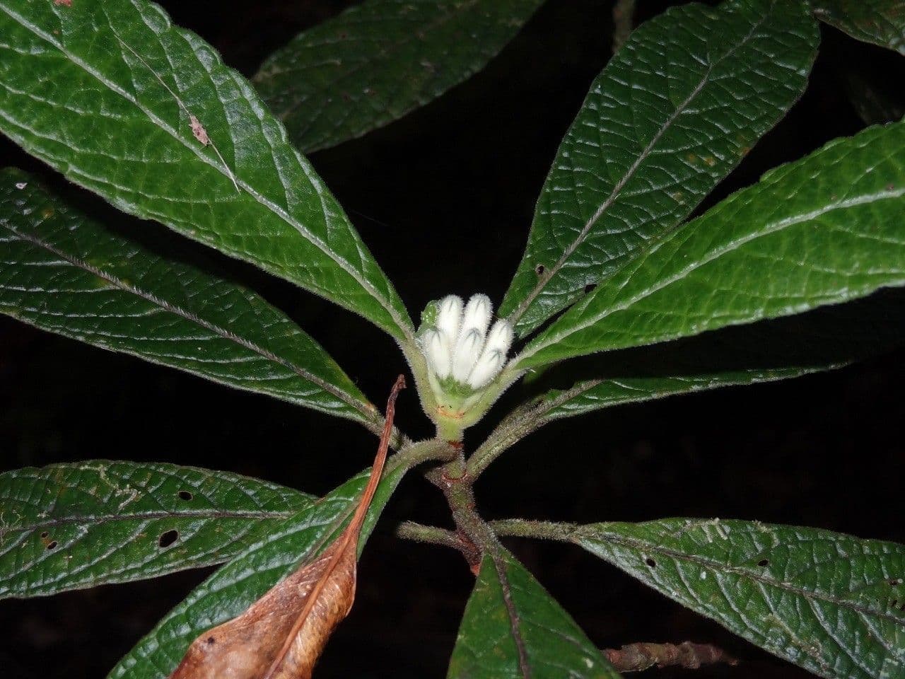 Psicotria peloscura