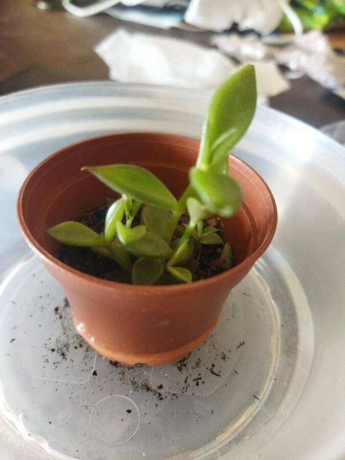 Lenophyllum 10