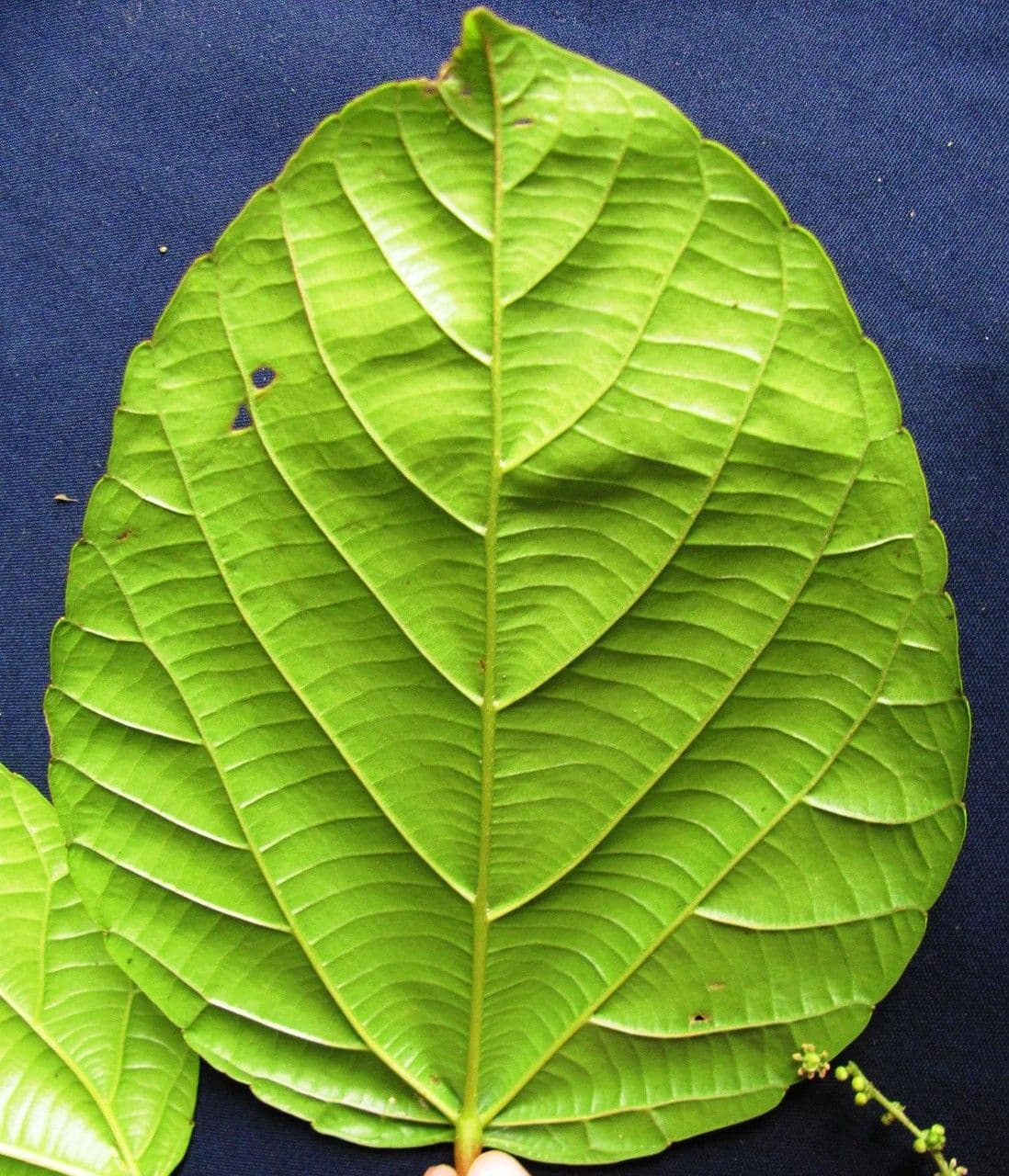 Achiotillo 11