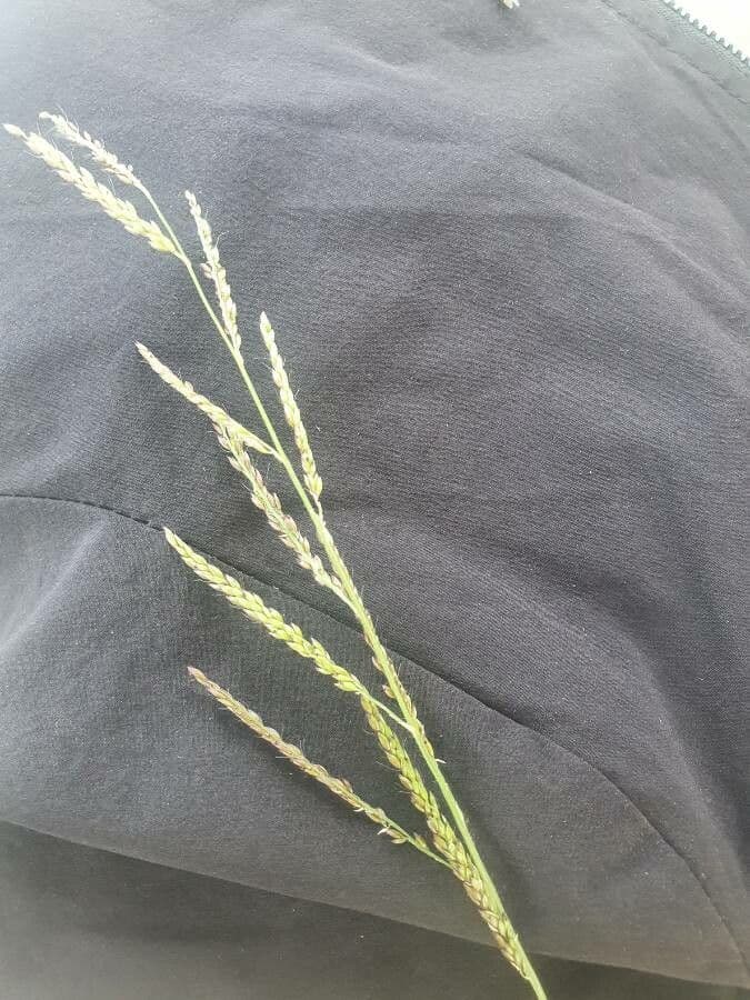 Urochloa 3