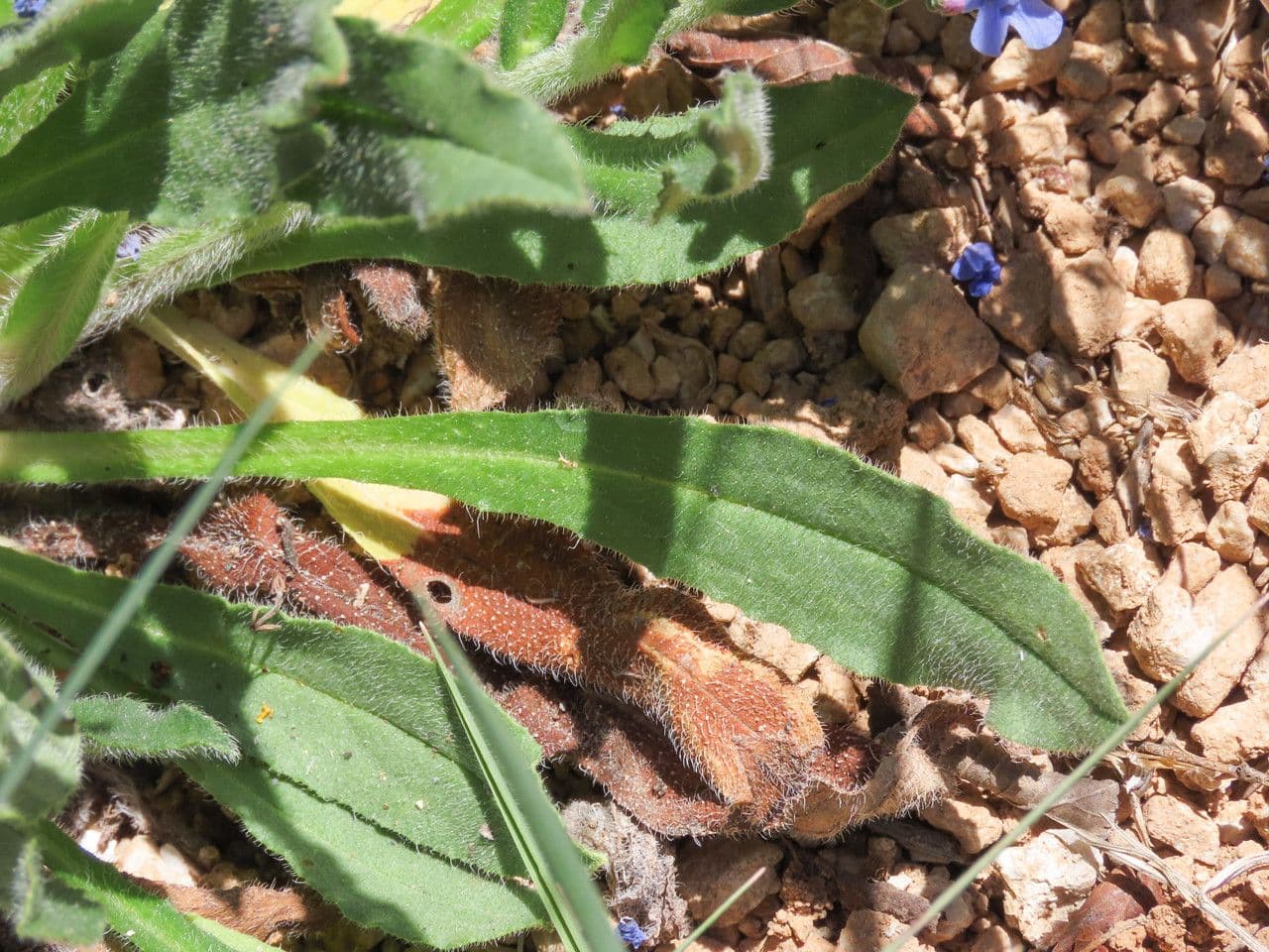 Cynoglottis barrelieri 10