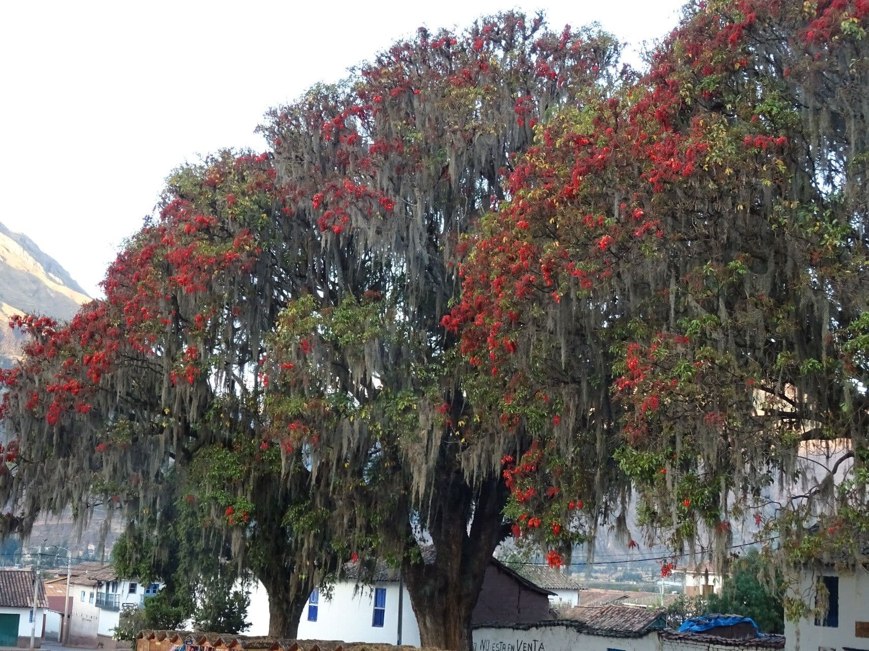 Sichellöffelbaum 7