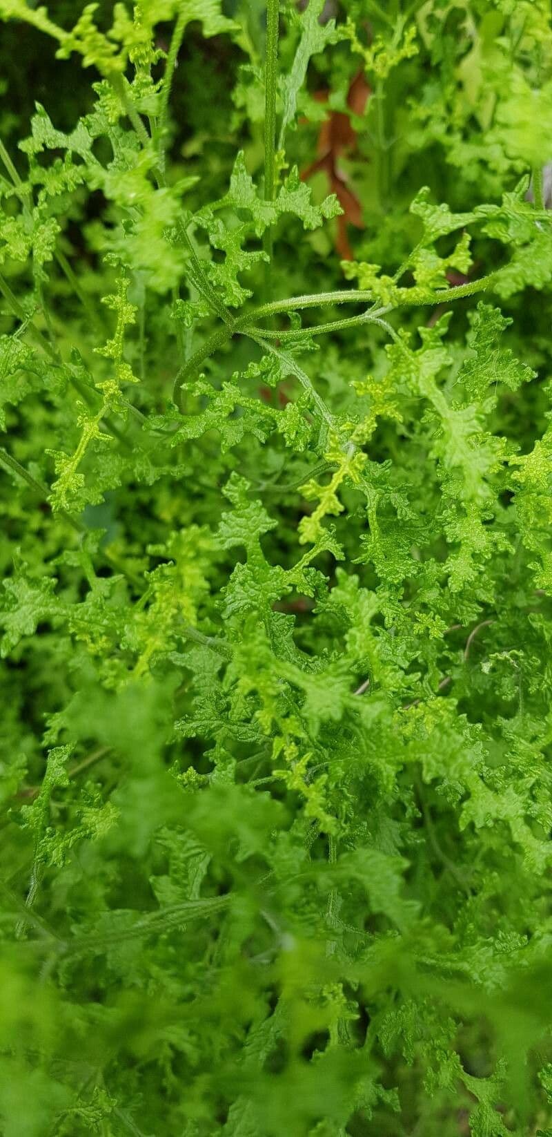 Salvia 10